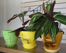Керамические горшки для цветов, которые всегда будут в моде Керамические горшки для цветов, которые всегда будут в моде