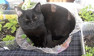 Как спасти рассаду от кота-проказника? Как спасти рассаду от кота-проказника?