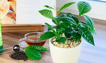 Можно ли вырастить чайный куст дома? Можно ли вырастить чайный куст дома?