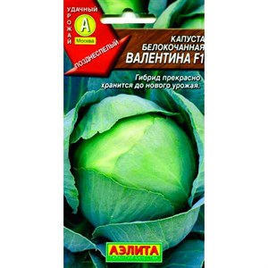 Капуста б/к Валентина F1 Лидер Капуста б/к Валентина F1 Лидер